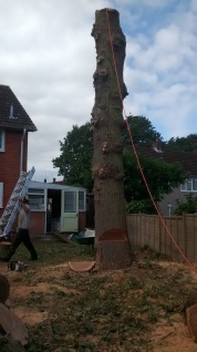 Tree surgery