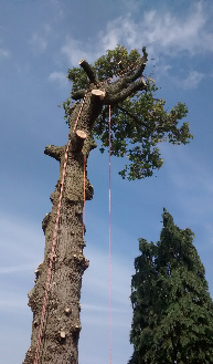 Tree felling